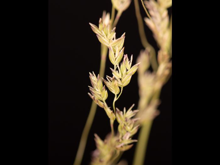 Pâturin prés (Poa pratensis)_16