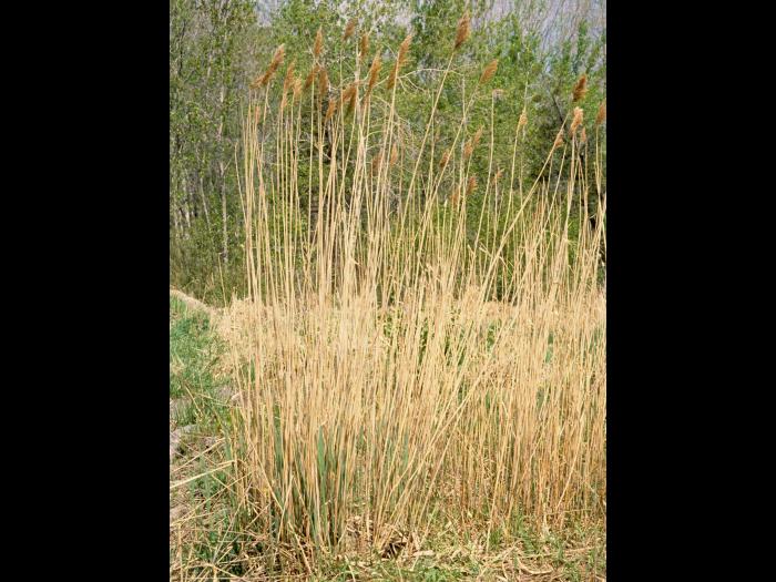 Roseau commun (Phragmites australis)_3