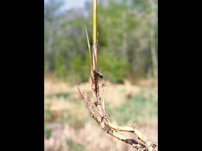 Roseau commun (Phragmites australis)_8