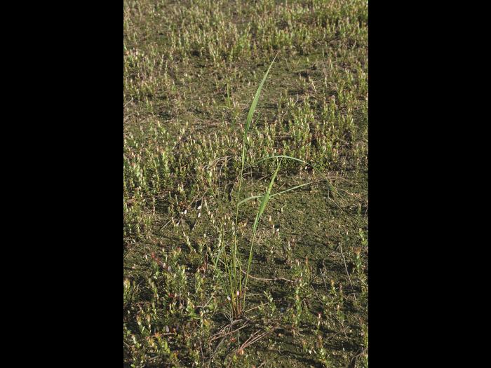 Roseau commun (Phragmites australis)_14