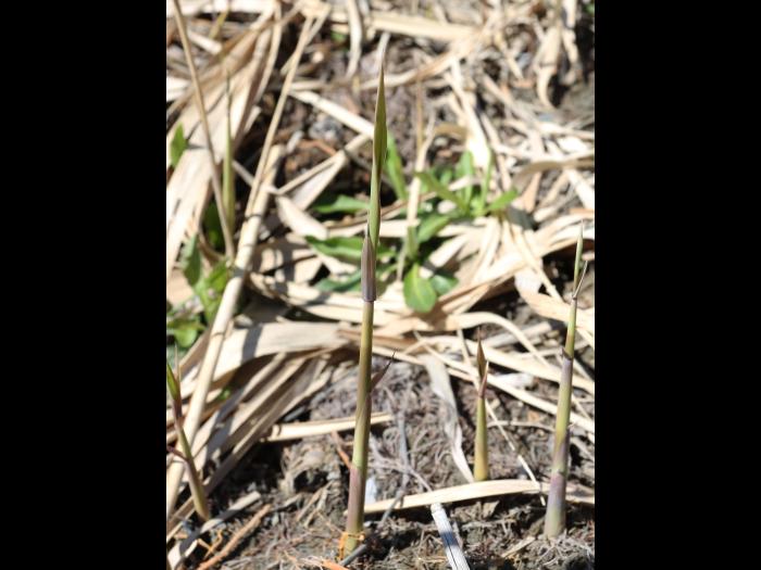 Roseau commun (Phragmites australis)_19