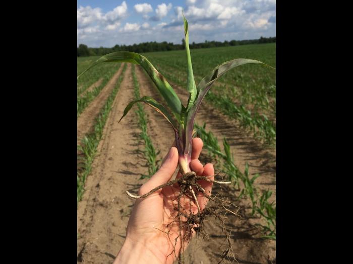 Maïs grain et fourrager - imazéthapyr (2)_8