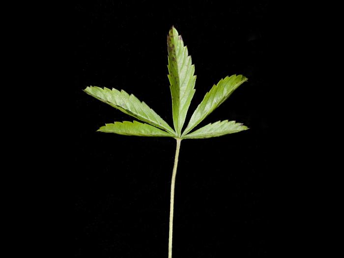 Potentille simple (Potentilla simplex)_6