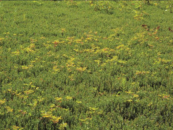 Ronce hispide (Rubus hispidus)_2