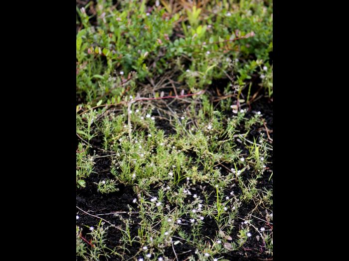 Spergulaire rouge(Spergularia rubra)_11