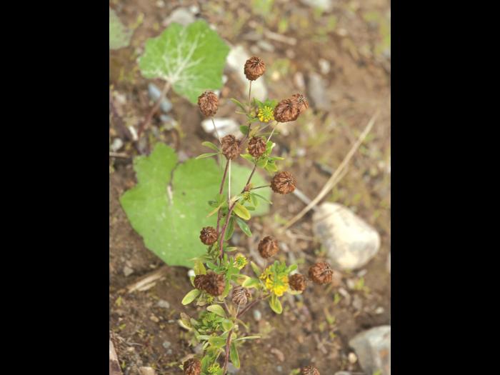 Trèfle doré(Trifolium aureum)_2