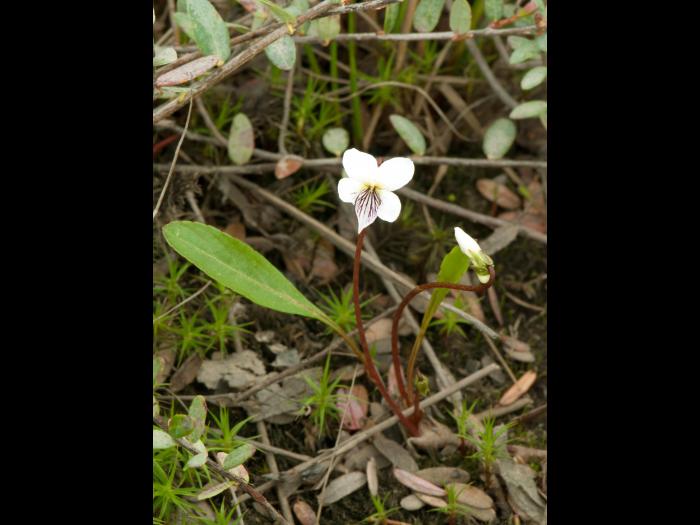 Violette lancéolée(Viola lanceolata)_2