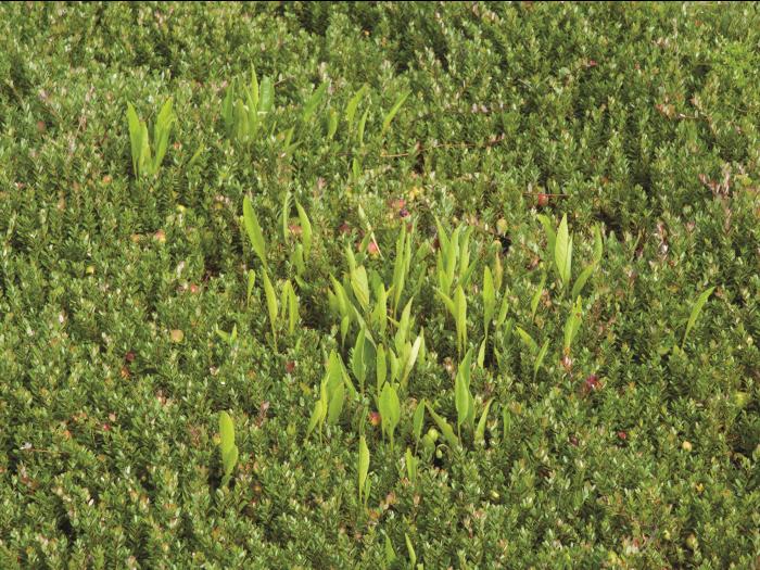 Violette lancéolée(Viola lanceolata)_5