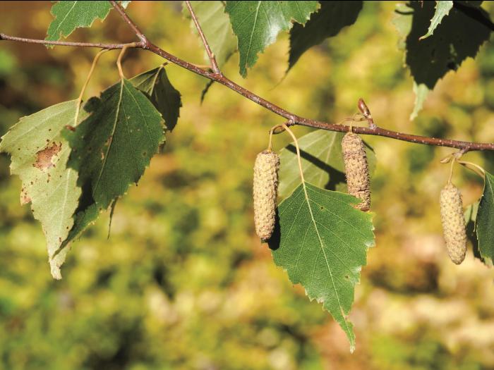 Bouleau gris(Betula populifolia)_9