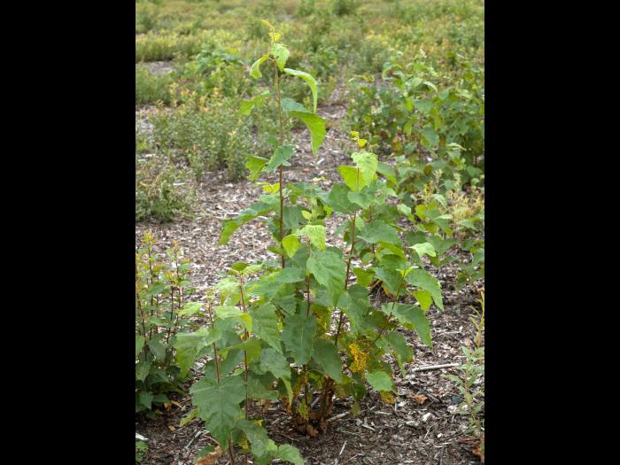 Bouleau blanc(Betula papyrifera)_9