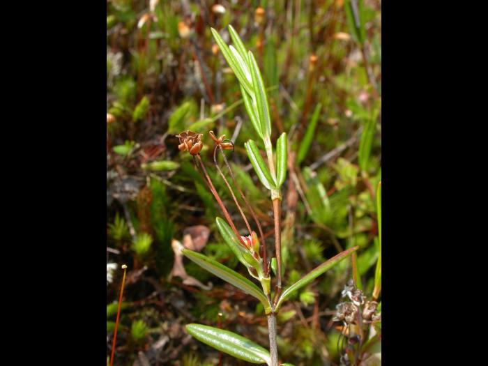 Kalmia feuilles andromède (Kalmia polifolia)_4