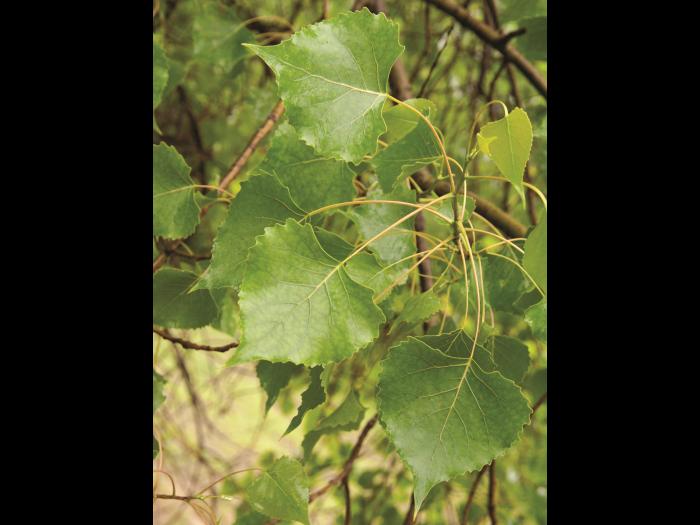 Peuplier deltoïde (populus deltoides)_9