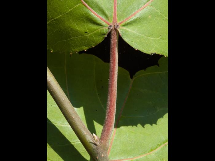 Peuplier baumier (Populus balsamifera)_5