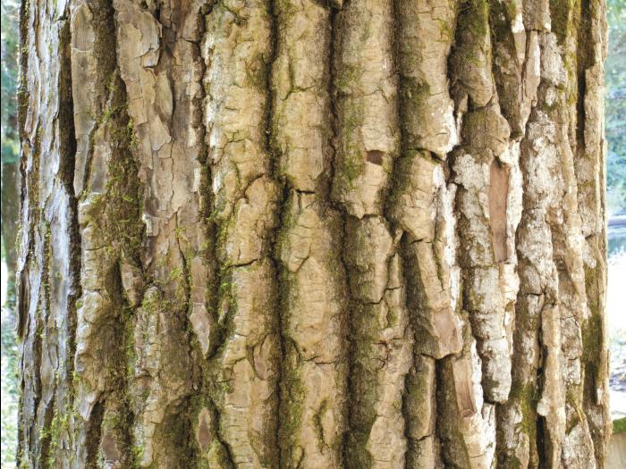 Peuplier baumier (Populus balsamifera)_10