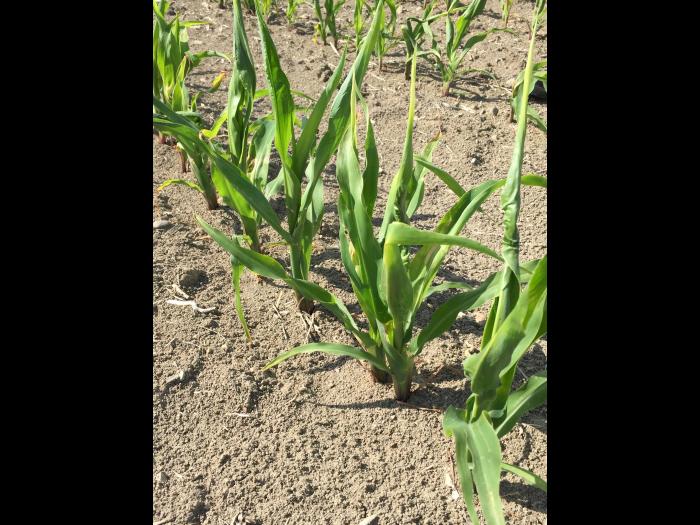 Maïs grain et fourrager - imazéthapyr (2)_11