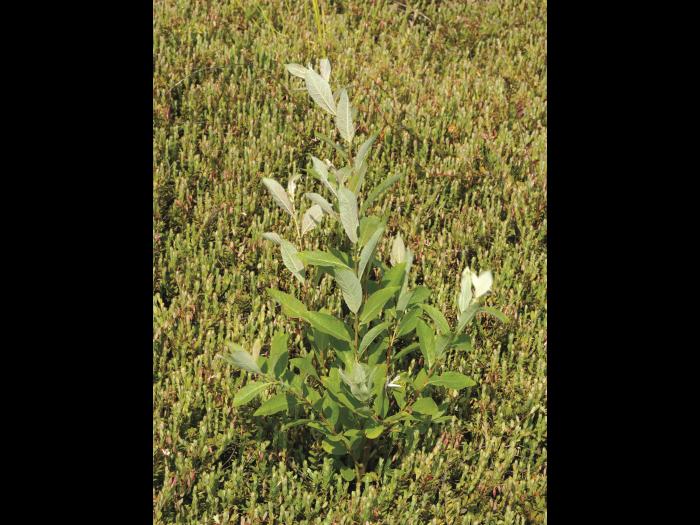 Saule Bebb (Salix bebbiana)_1