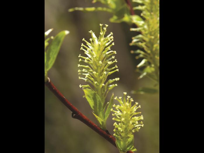 Saule Bebb (Salix bebbiana)_4