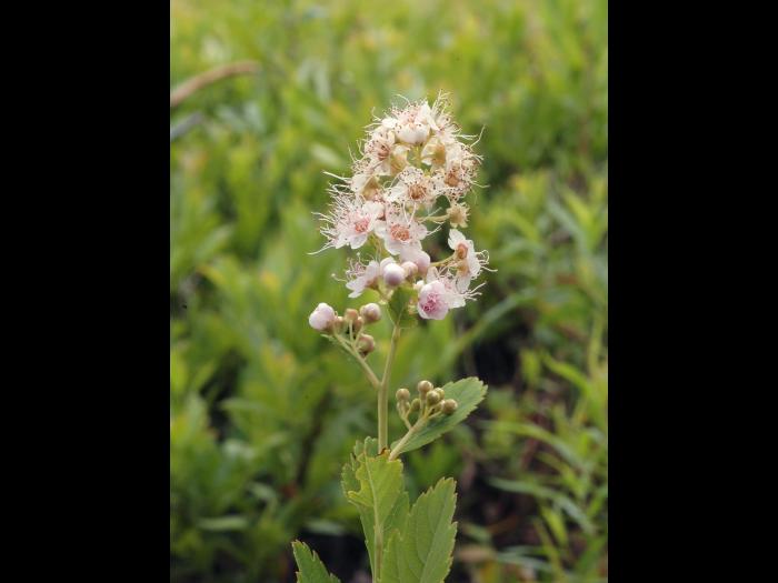 Spirée à larges feuilles(Spiraea alba var. latifolia)_8