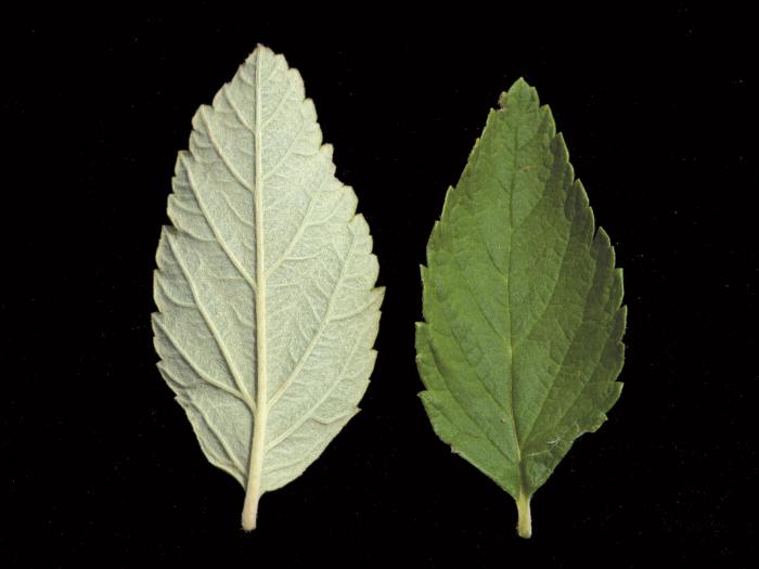 Spirée tomenteuse(Spiraea tomentosa)_4