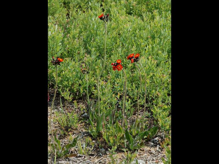 Épervière orangée(Pilosella aurantiaca)_5