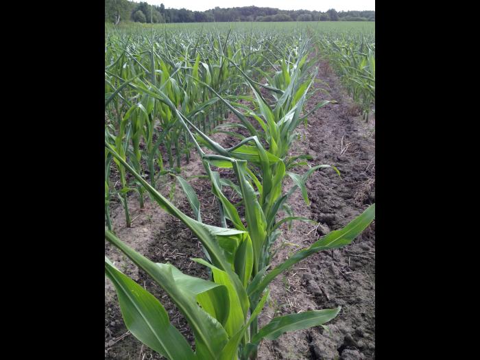 Maïs grain et fourrager - MCPA (4)_15