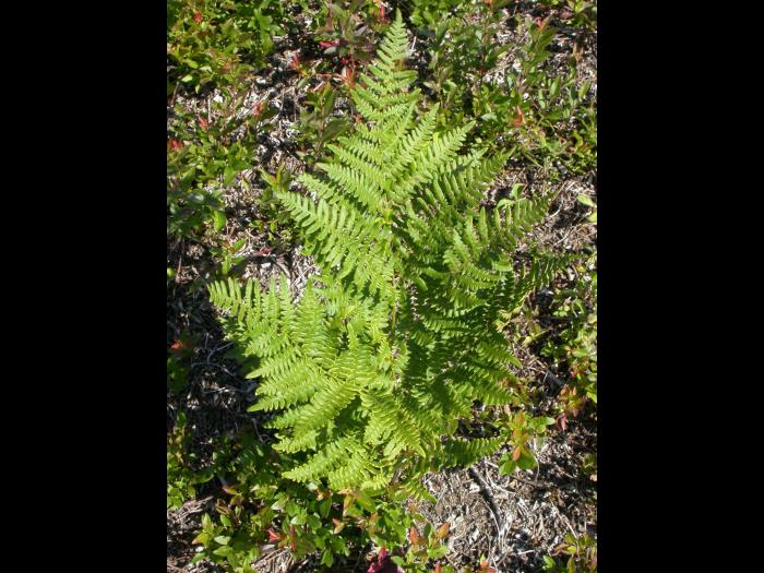Fougère-aigle (Pteridium aquilinum)_3