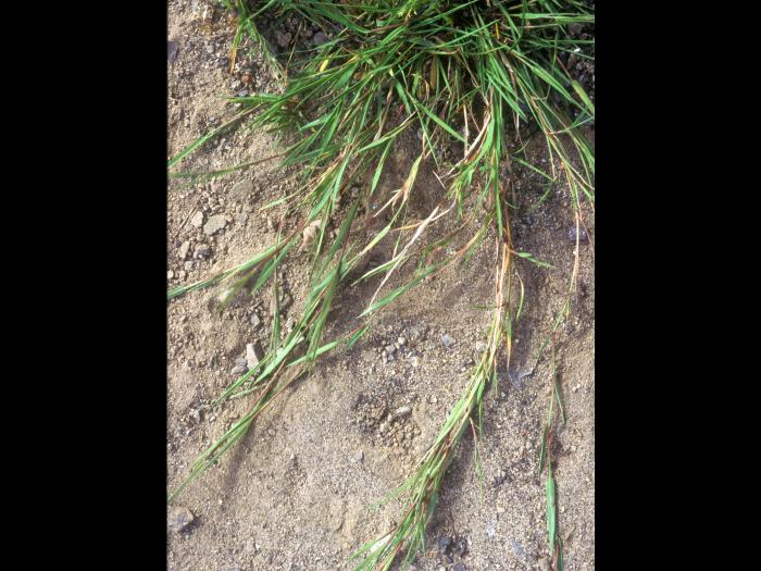 Agrostide stolonifère(Agrostis stolonifera)_4