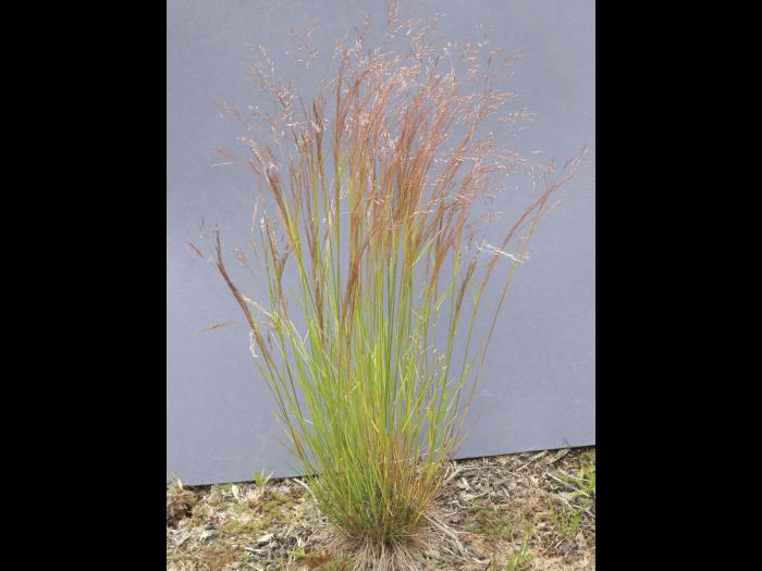 Agrostide scabre(Agrostis scabra)_1