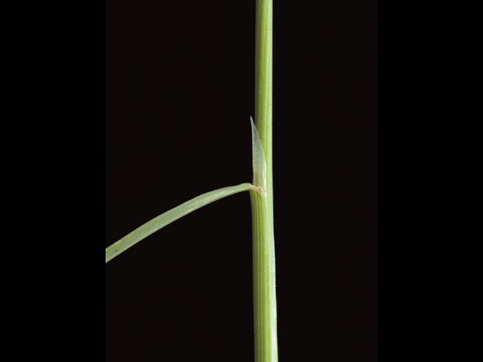 Agrostide scabre(Agrostis scabra)_3