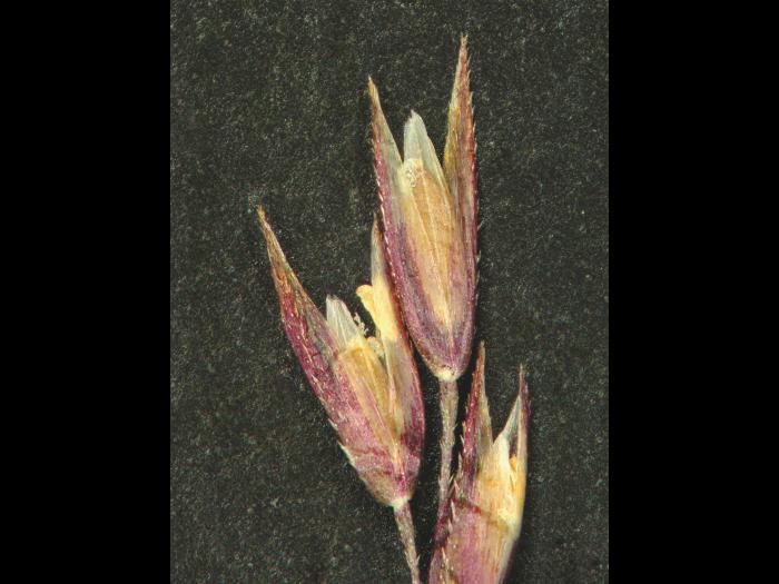 Agrostide scabre(Agrostis scabra)_5