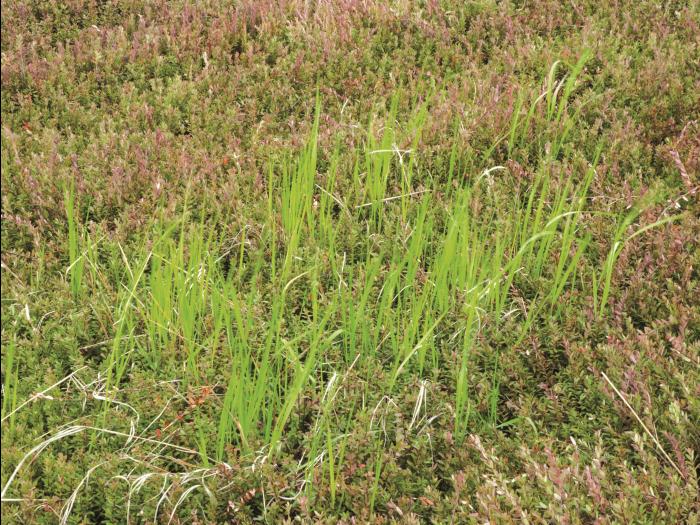 Calamagrostide Canada(Calamagrostis canadensis)_8