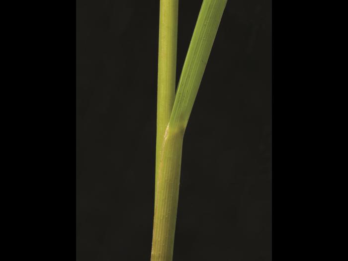 Glycérie Canada (Glyceria canadensis)_8