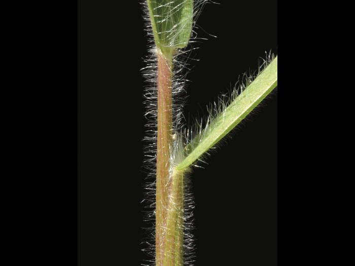 Panic laineux (Dichanthelium lanuginosum)_4