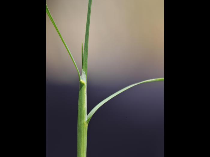 Pâturin marais (Poa palustris)_4