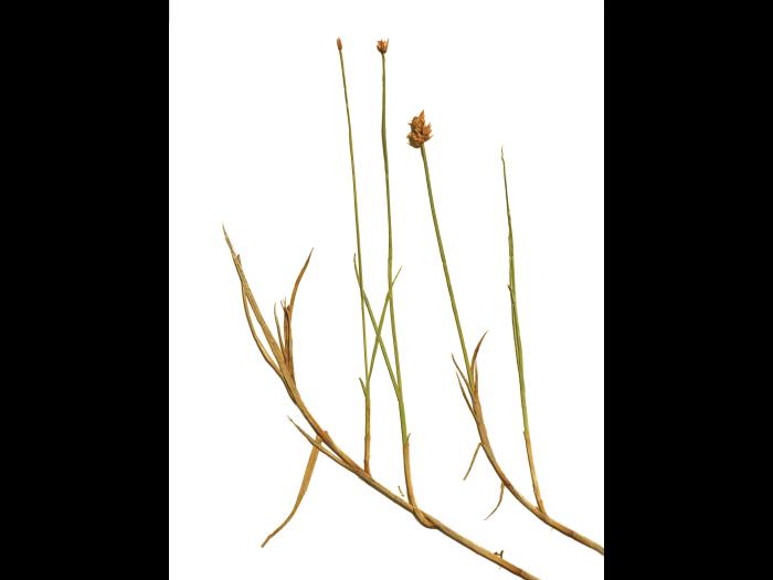 Carex longs stolons(Carex chordorrhiza)_2