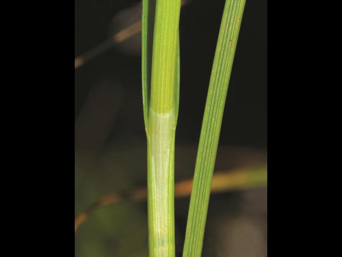 Carex longs stolons(Carex chordorrhiza)_6