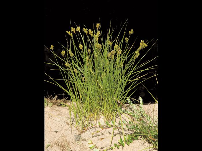 Carex Crawford(Carex crawfordii)_4