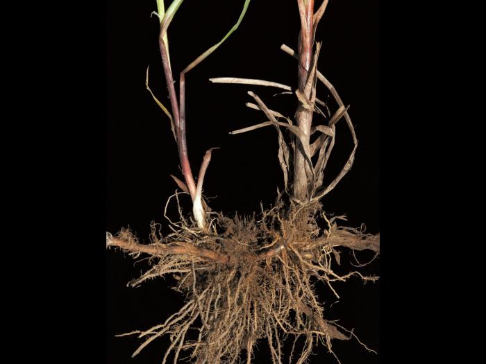 scirpe noeuds rouges (Scirpus microcarpus)_1