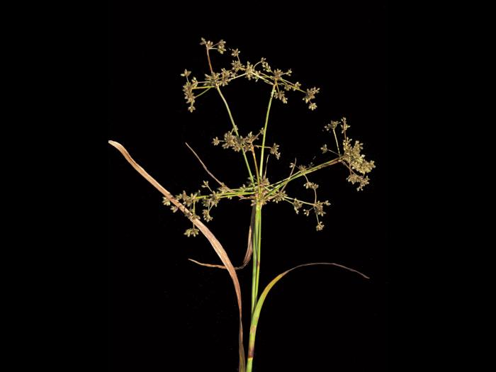 scirpe noeuds rouges (Scirpus microcarpus)_2