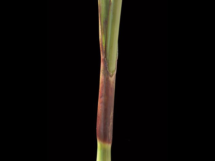 scirpe noeuds rouges (Scirpus microcarpus)_3