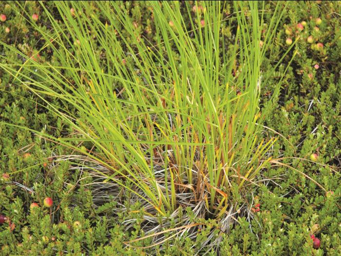 Scirpe souchet (Scirpus cyperinus)_4