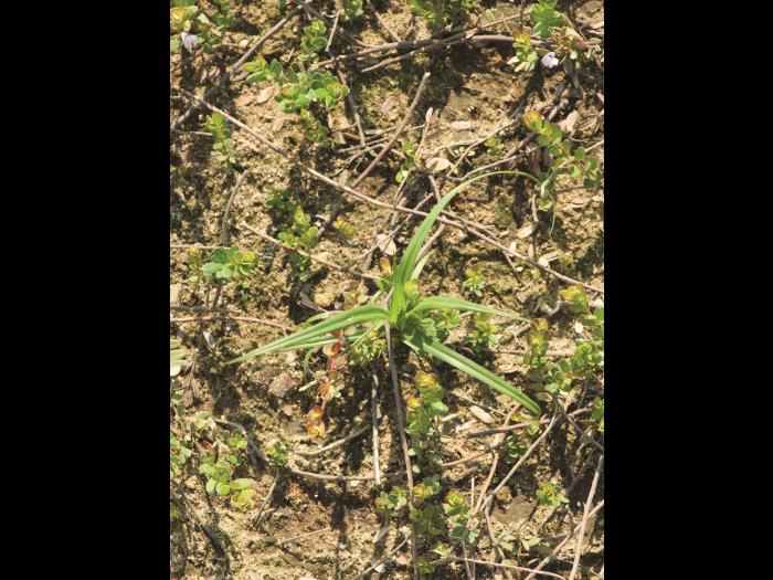 Scirpe souchet (Scirpus cyperinus)_8