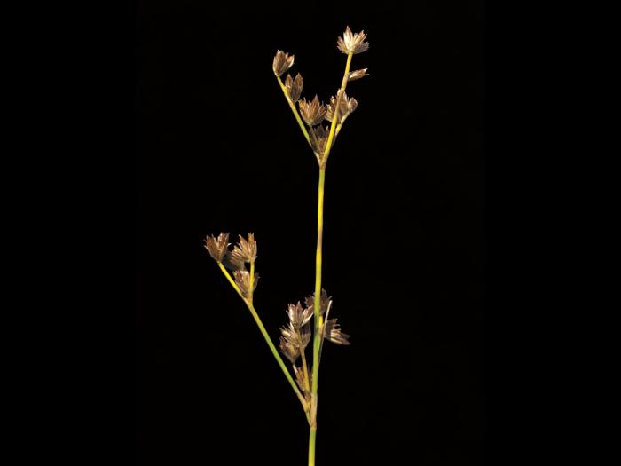 Jonc brévicaudé (Juncus tweetyi)_4