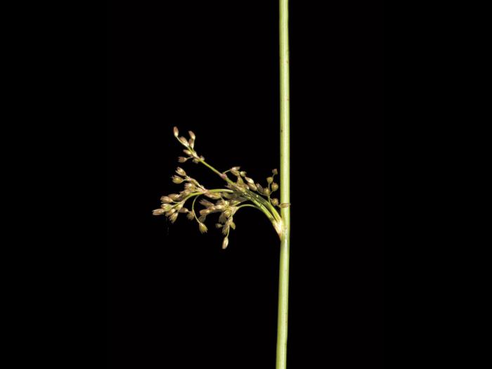 Jonc épars (Juncus effusus)_3