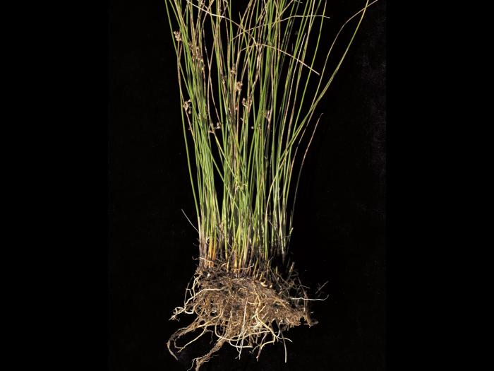 Jonc filiforme (Juncus filiformis)_2