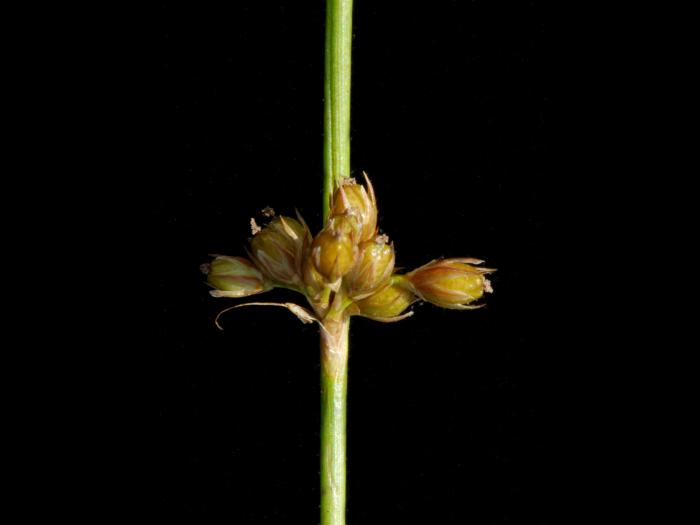Jonc filiforme (Juncus filiformis)_4