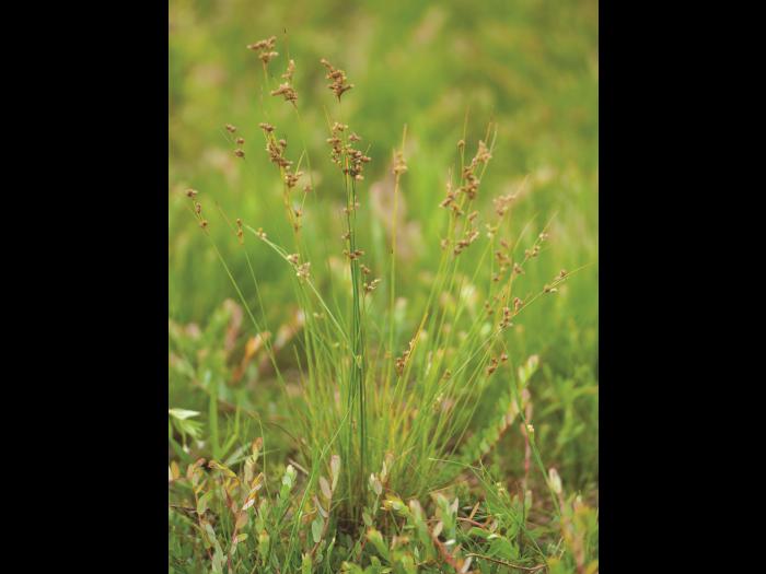 Jonc grêle (Juncus tenuis)_1