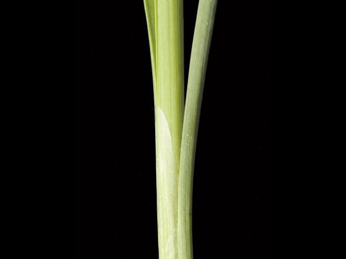 Quenouille feuilles larges (Typha latifolia)_3