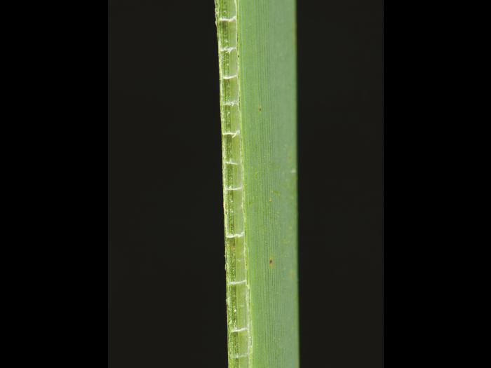 Quenouille feuilles larges (Typha latifolia)_5