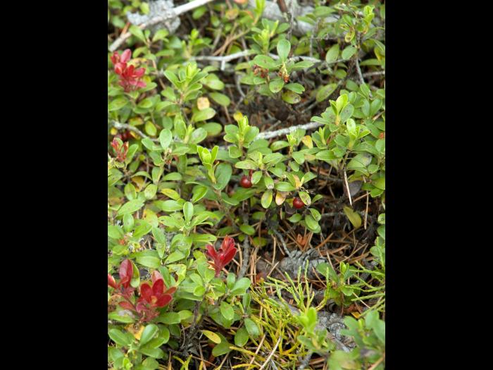Raisin ours (Arctostaphylos uva-ursi)_3